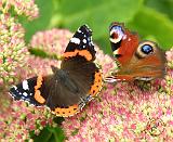 Red Admiral and Peacock Butterflies 9A71D-15